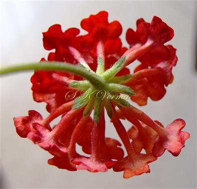  Inflorescence with flowers and Bracts